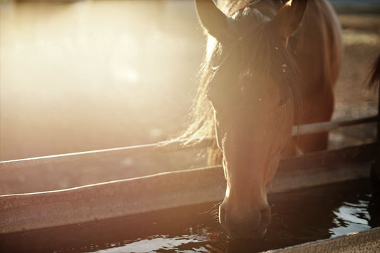 How Does The Right Horse Washing System Impact Equine Health?