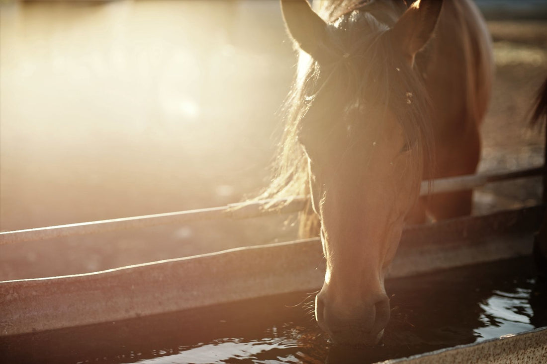 How Does The Right Horse Washing System Impact Equine Health?