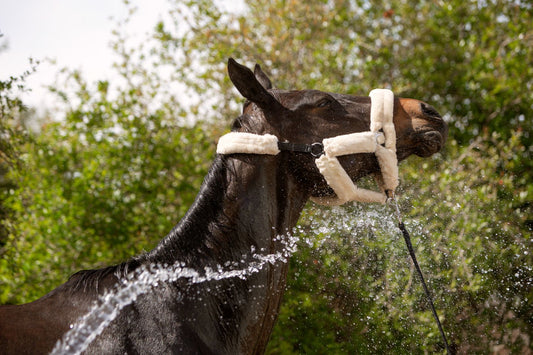 How Often Should I Bathe My Horse And What’s The Ideal Bathing Frequency?